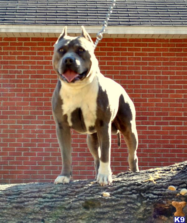 Stud Dogs - American Staffordshire Terrier