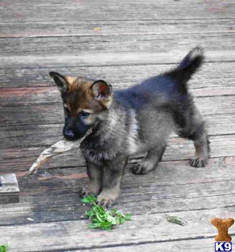 German Shepherd Puppies in FL