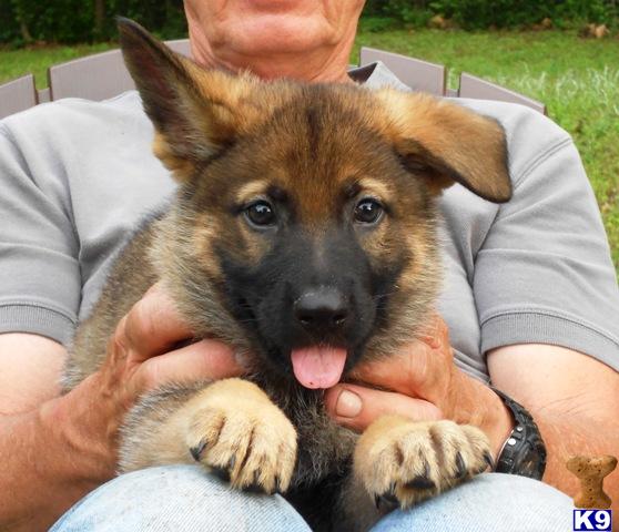 German Shepherd Puppies in FL