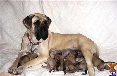 Mastiff Puppies in TX