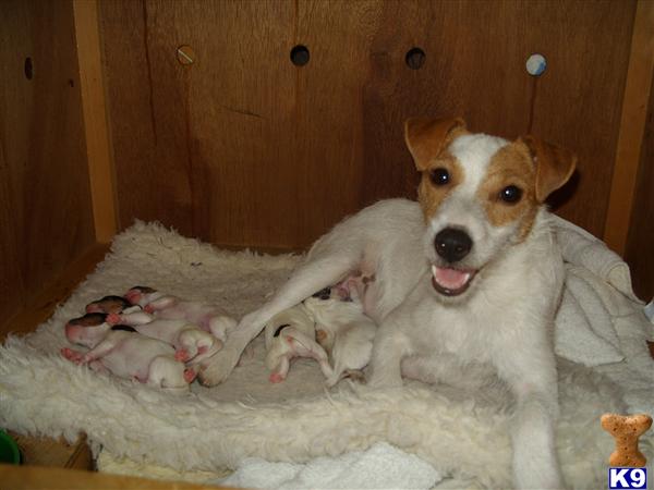 Parson Russell Terrier Puppies