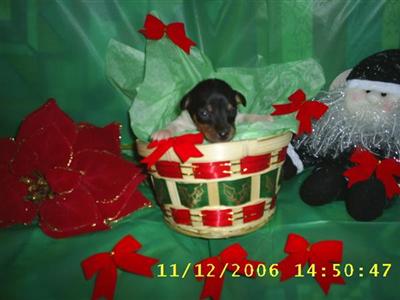 Toy Fox Terrier Puppies for Sale