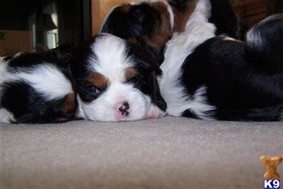 Puppies in OR