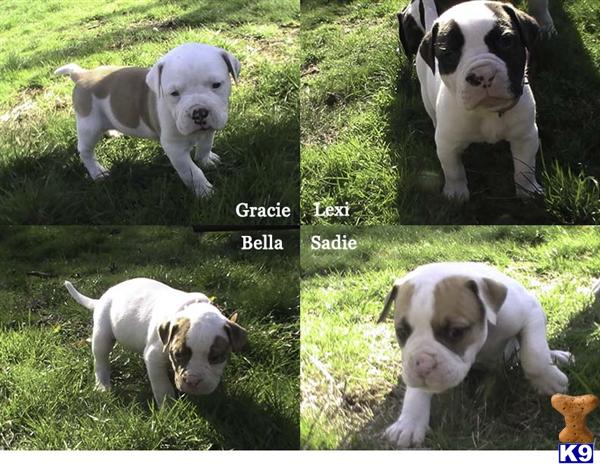 bulldog puppies washington state document moved bulldog puppies washington state document moved