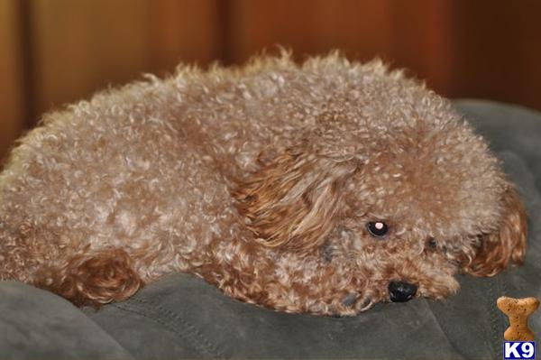 Stud Dogs - Poodle