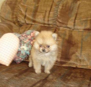 Puppies in NE