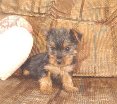 Puppies in NE