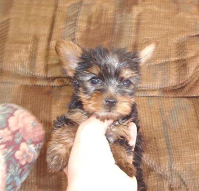 Puppies in NE