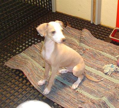 Puppies in NE