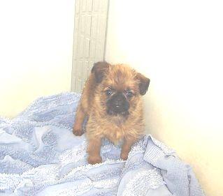 Puppies in NE