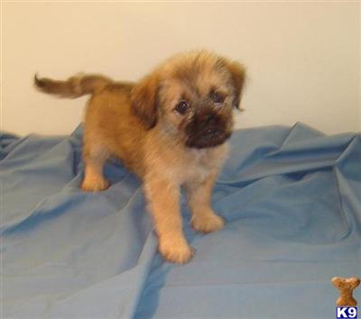Puppies in NE