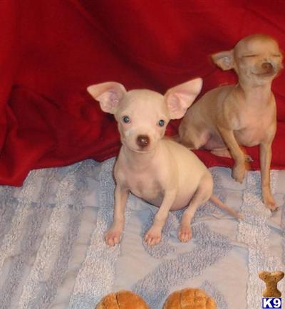 Chihuahua Puppies for Sale