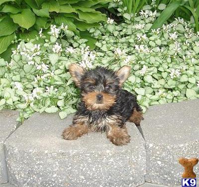 Puppies in NE