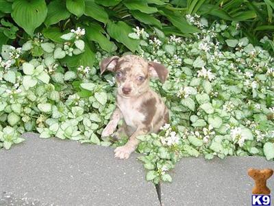 Chihuahua Puppies for Sale