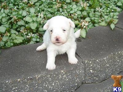 Havanese Puppies for Sale