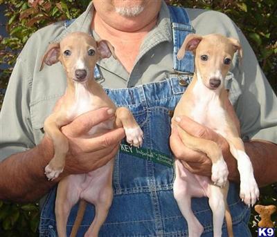 Puppies in NE