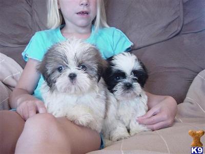 Puppies in NE