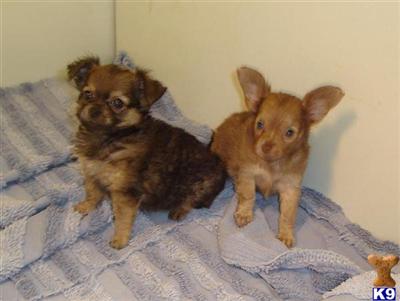 Puppies in NE