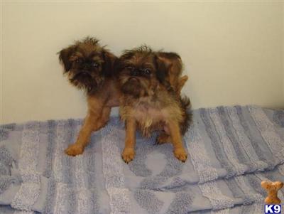 Puppies in NE