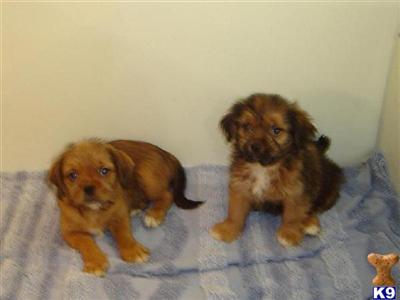Puppies in NE
