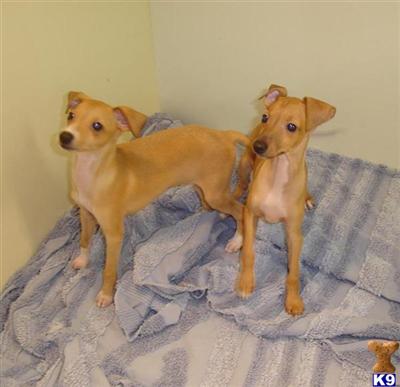 Puppies in NE