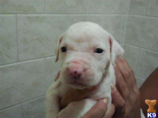 American Bulldog Puppies