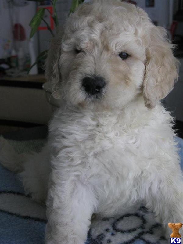 Puppies in Gurnee