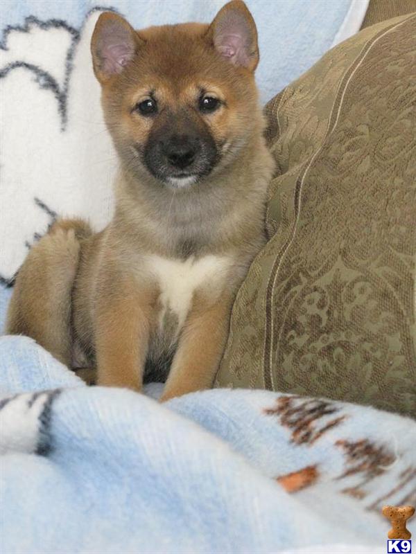Puppies in Gurnee