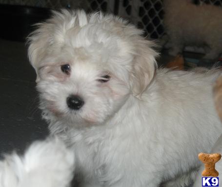 Puppies in Gurnee