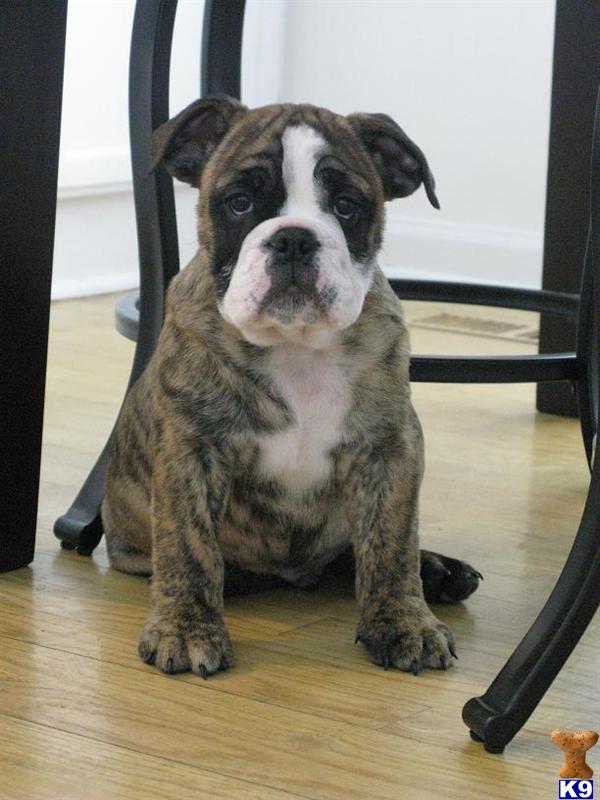 Puppies in Gurnee