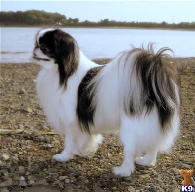 Stud Dogs - Japanese Chin