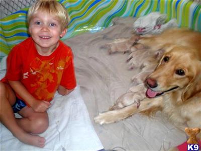Puppies in DE