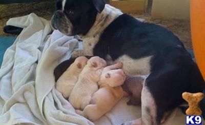 Puppies in Ada