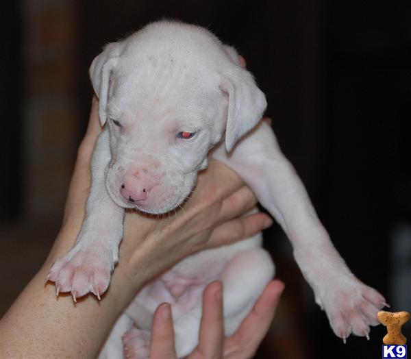 Puppies in Rowlett