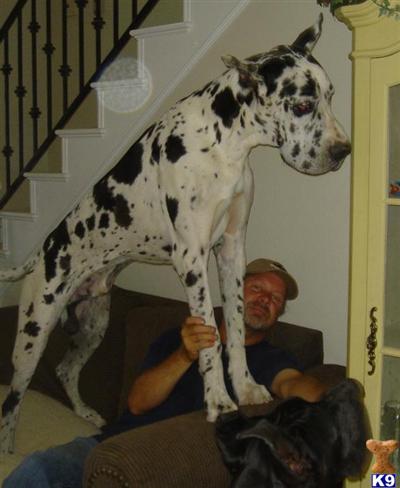 Great Dane Puppies for Sale