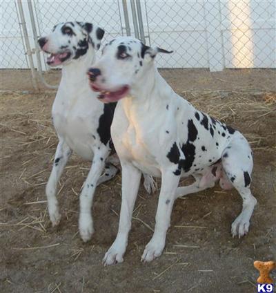 Great Dane Puppies for Sale