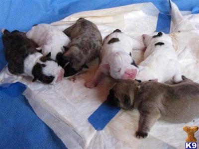 Puppies in Spencer