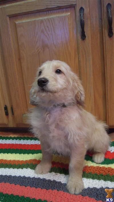 Goldendoodles Puppies for Sale