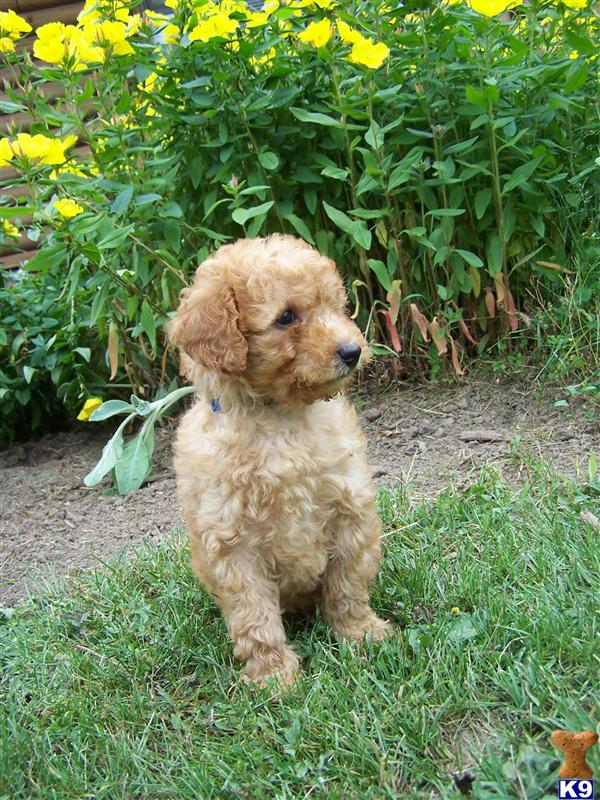 goldendoodle dogs for sale. Goldendoodles Puppies in NY