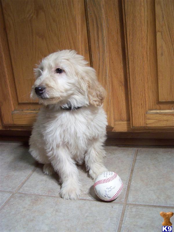 Goldendoodles Puppies