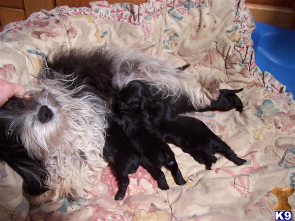 Havanese Puppies