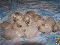 Goldendoodles