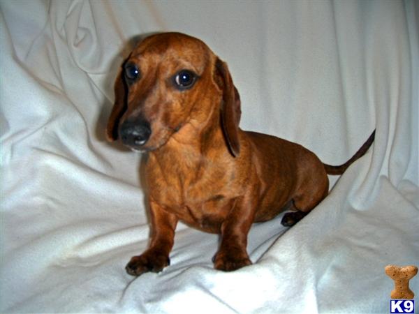 Dogs - Dachshund