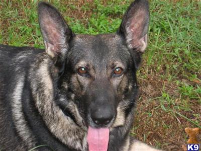 German Shepherd Puppies in FL