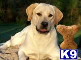 Labrador Retriever Puppies in FL