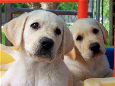 Labrador Retriever Puppies in FL