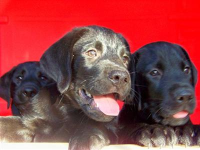 Labrador Retriever Puppies in FL