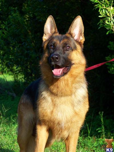 Stud Dogs - German Shepherd