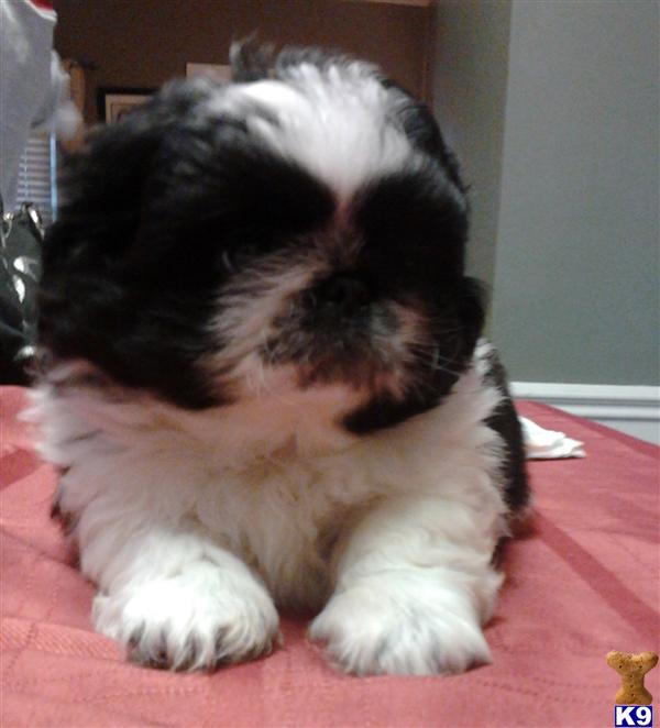 Pekingese Puppies