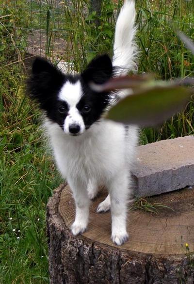 Dogs for Sale in OR
